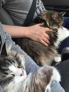cats on laps