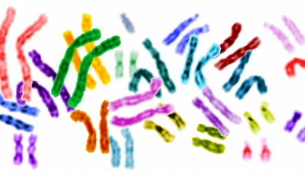 New Tool Predicts Three-Dimensional Organization of Human Chromosomes