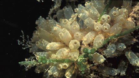 New Effective and Safe Antifungal Isolated from Sea Squirt Microbiome