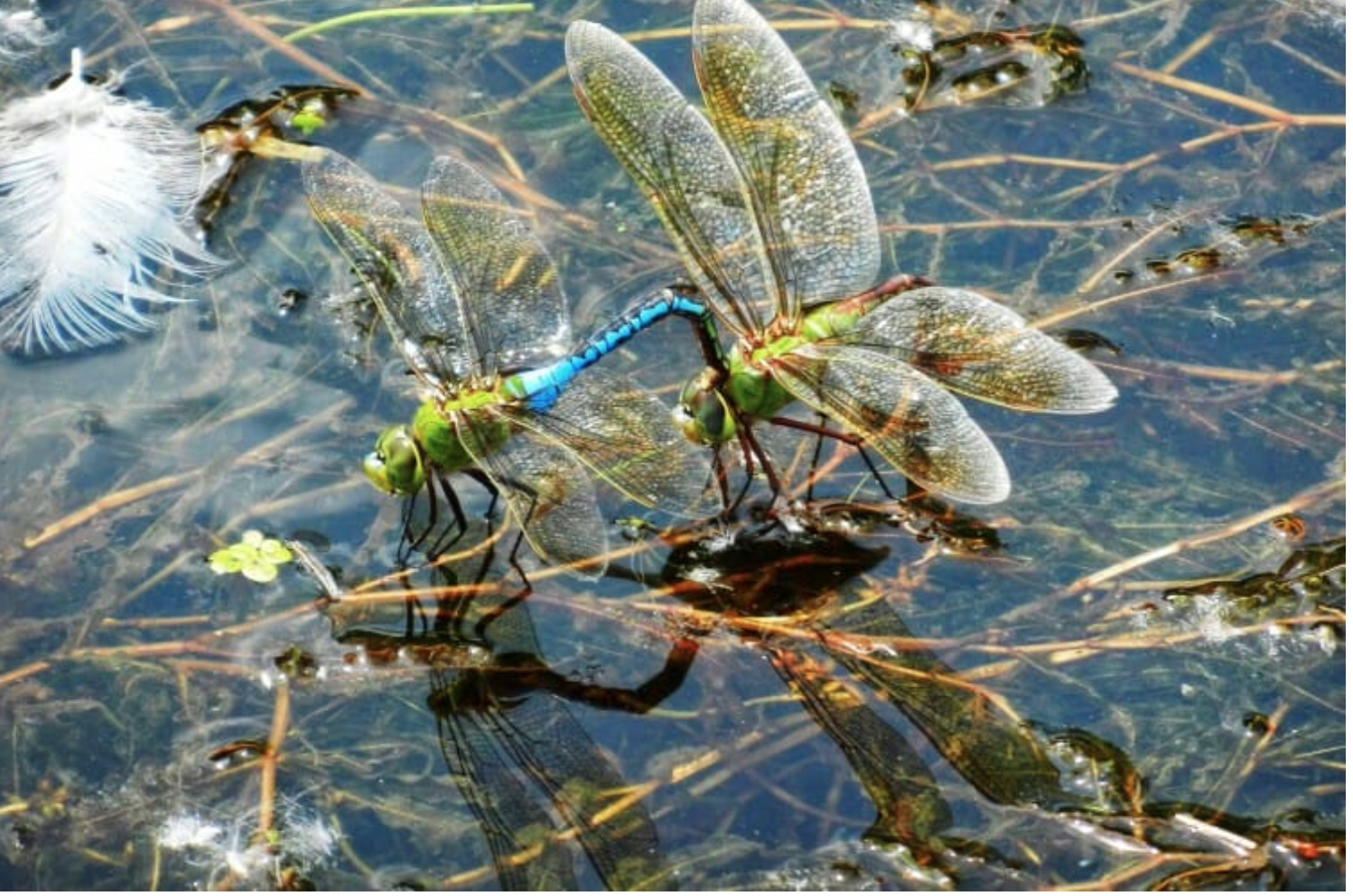 mating dragonflies