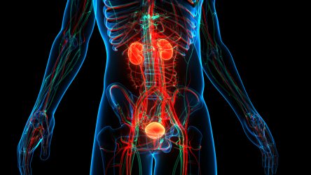 Yin is part of a grant to create and study a “digital twin” of the urinary tract