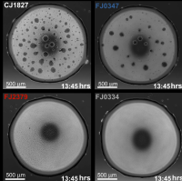 Motile Biofilm formation with wild type, poor, and superior colonization mutants.