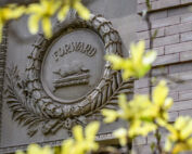 forsythia bloom among a stone plaque with a Badger and the word Forward