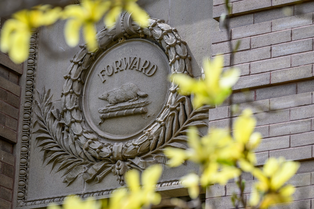 forsythia bloom among a stone plaque with a Badger and the word Forward