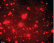 A black back ground photo with varying sizes of red circles.