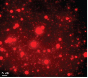 A black back ground photo with varying sizes of red circles.