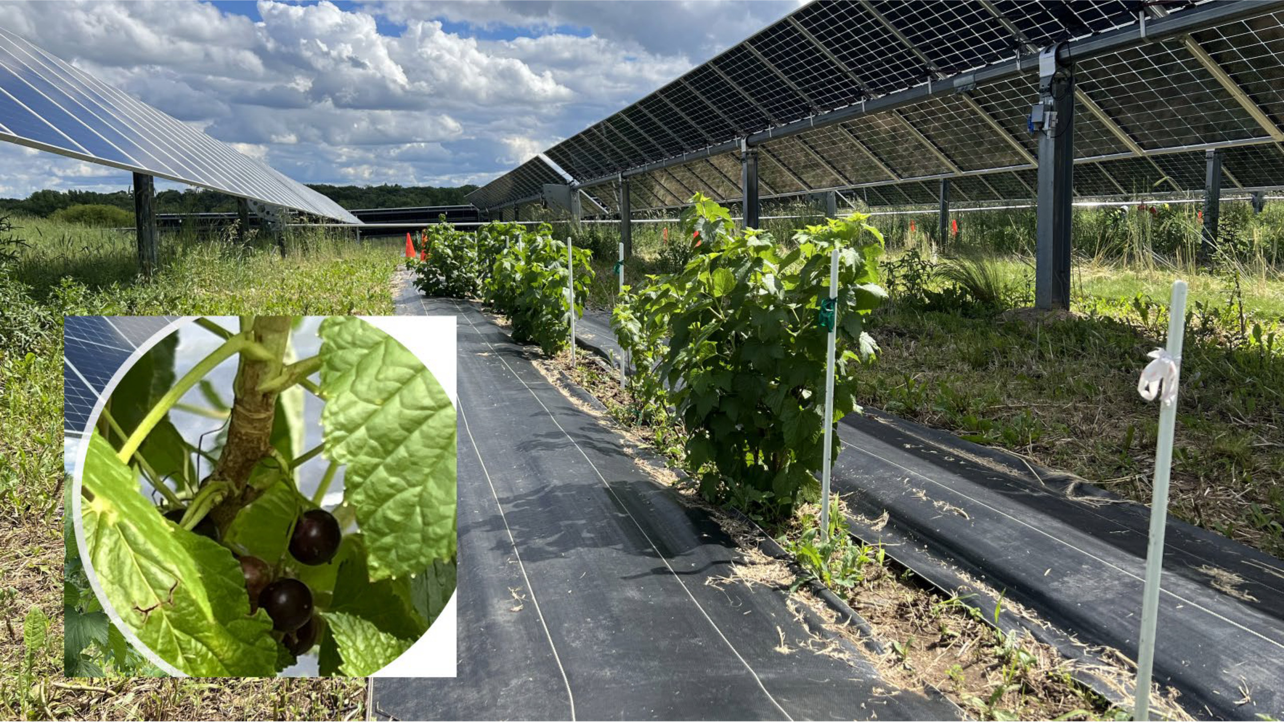 solar arrays with vegetation growing below. an inset of currant berries