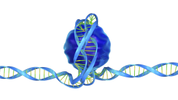 Neucleosome