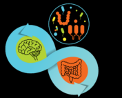 Gut brain axis graphic